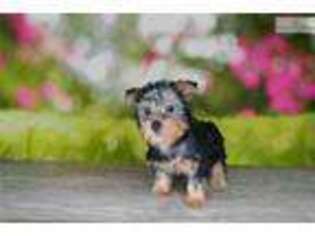 Yorkshire Terrier Puppy for sale in Saint George, UT, USA