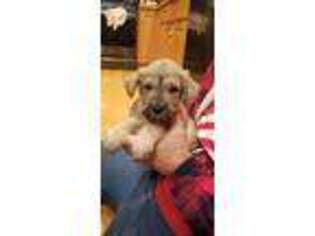 Mutt Puppy for sale in Elk River, MN, USA
