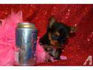 Yorkshire Terrier Puppy for sale in HARTSVILLE, TN, USA