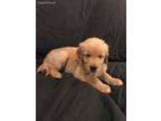Golden Retriever Puppy for sale in Marlborough, MA, USA