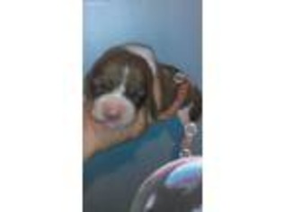 Basset Hound Puppy for sale in De Ruyter, NY, USA