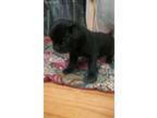 Pug Puppy for sale in Buena Vista, GA, USA