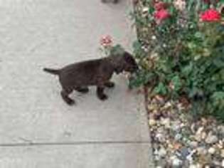 German Shorthaired Pointer Puppy for sale in Cedar Falls, IA, USA