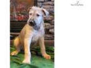 Irish Wolfhound Puppy for sale in Minneapolis, MN, USA