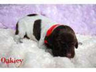German Shorthaired Pointer Puppy for sale in Sacramento, CA, USA