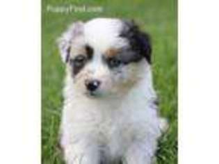 Australian Shepherd Puppy for sale in Carthage, MO, USA