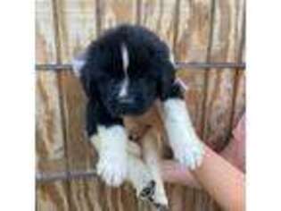 Newfoundland Puppy for sale in Abbeville, GA, USA