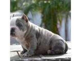 Mutt Puppy for sale in Largo, FL, USA