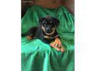 Rottweiler Puppy for sale in Thayer, MO, USA