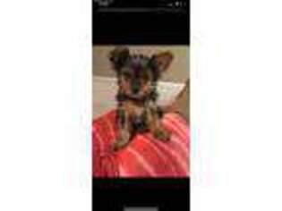 Yorkshire Terrier Puppy for sale in Smyrna, GA, USA