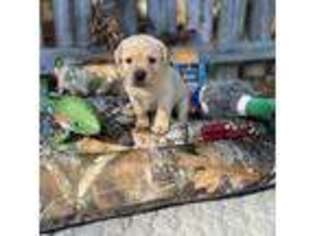 Labrador Retriever Puppy for sale in Clayton, NC, USA