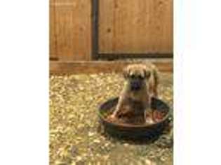 Mastiff Puppy for sale in Brewster, KS, USA