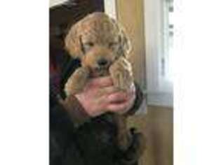 Goldendoodle Puppy for sale in Henning, MN, USA