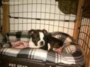 Boston Terrier Puppy for sale in Lake Isabella, CA, USA