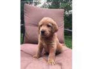 Labradoodle Puppy for sale in South Haven, MI, USA