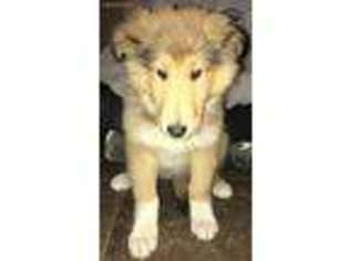 Collie Puppy for sale in Perryville, MO, USA