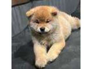 Shiba Inu Puppy for sale in San Francisco, CA, USA