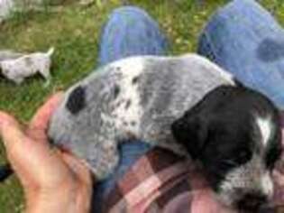 German Wirehaired Pointer Puppy for sale in Bellingham, WA, USA