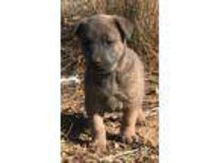 Dutch Shepherd Dog Puppy for sale in Tulia, TX, USA