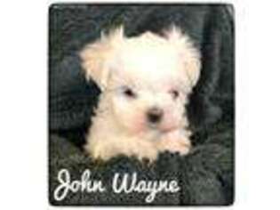 Maltese Puppy for sale in Roscoe, IL, USA