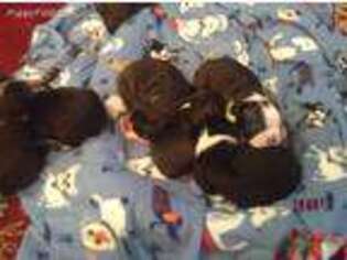Boston Terrier Puppy for sale in Spencer, MA, USA