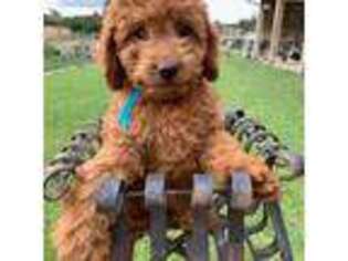 Australian Labradoodle Puppy for sale in San Diego, CA, USA