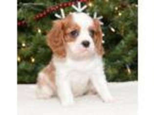 Cavalier King Charles Spaniel Puppy for sale in Bluffton, IN, USA