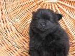 Pomeranian Puppy for sale in Owosso, MI, USA