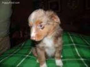 Miniature Australian Shepherd Puppy for sale in Jacksonville, AR, USA