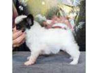 Papillon Puppy for sale in Hampton, NH, USA