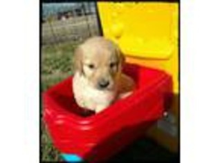 Golden Retriever Puppy for sale in Washburn, MO, USA