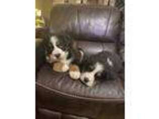 Bernese Mountain Dog Puppy for sale in Dexter, IA, USA