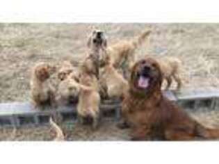 Golden Retriever Puppy for sale in Terrell, TX, USA