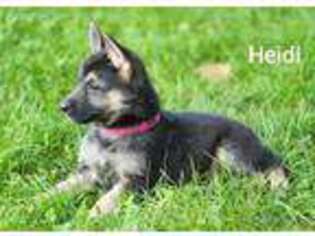 German Shepherd Dog Puppy for sale in Worthington, IN, USA