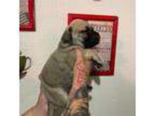 Mastiff Puppy for sale in Modesto, CA, USA