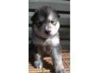 Alaskan Malamute Puppy for sale in Wading River, NY, USA