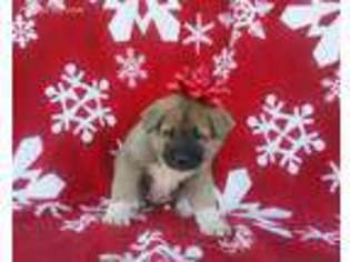 Akita Puppy for sale in Bonnots Mill, MO, USA