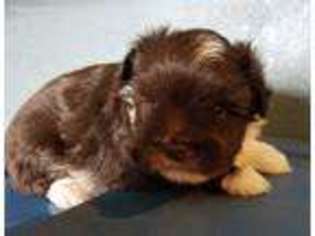 Mutt Puppy for sale in Canby, OR, USA
