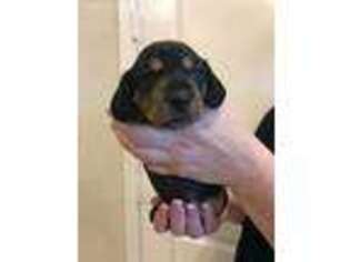 Dachshund Puppy for sale in Carlsbad, CA, USA