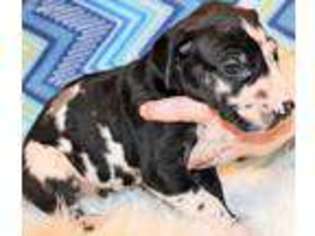 Great Dane Puppy for sale in Richmond, VA, USA
