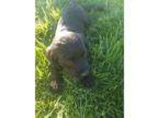 Labradoodle Puppy for sale in Twin Falls, ID, USA