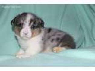 Pembroke Welsh Corgi Puppy for sale in Dardanelle, AR, USA
