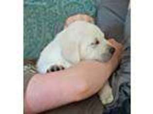 Labrador Retriever Puppy for sale in Iva, SC, USA