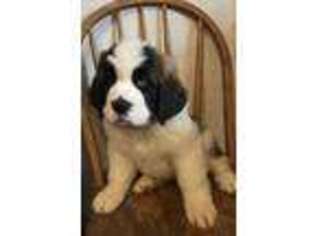 Saint Bernard Puppy for sale in Warrensburg, MO, USA