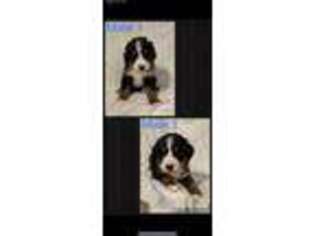 Bernese Mountain Dog Puppy for sale in Mankato, MN, USA