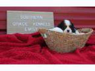 Cavalier King Charles Spaniel Puppy for sale in Prattville, AL, USA