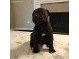 Staffordshire Bull Terrier Puppy for sale in Mcminnville, OR, USA