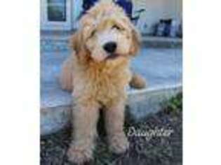 Goldendoodle Puppy for sale in Pharr, TX, USA