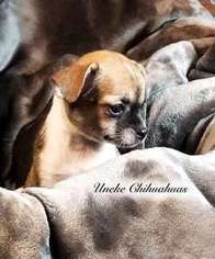 Chihuahua Puppy for sale in Fremont, NC, USA