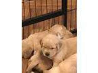 Golden Retriever Puppy for sale in Falkner, MS, USA